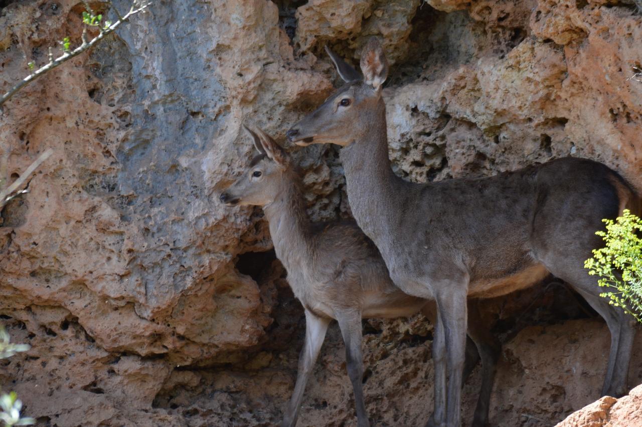 Centro De Naturaleza Canada Verde "El Parque De Naturaleza Con Mas Experiencias De Andalucia"" Hornachuelos Buitenkant foto